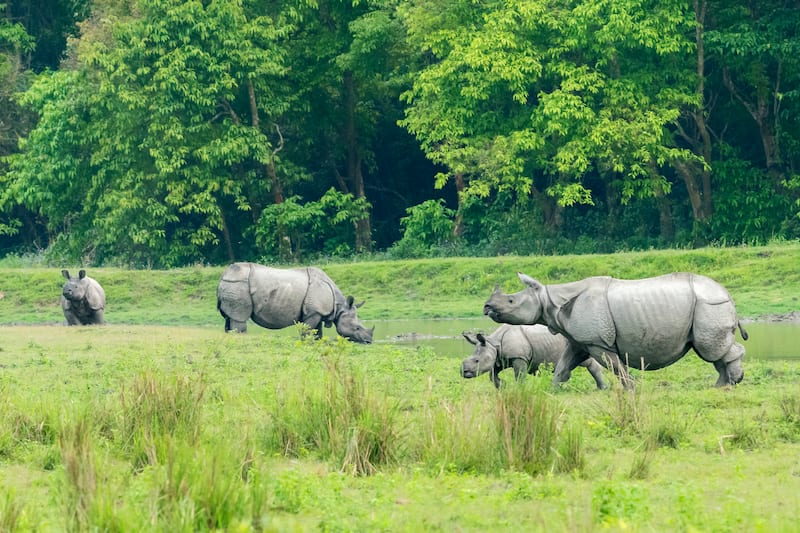 Guwahati & Kaziranga National Park Tour