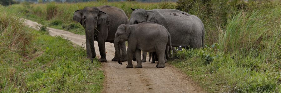 assam