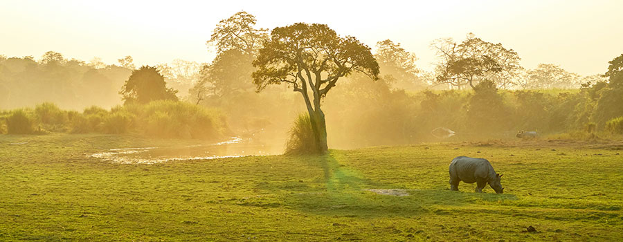Kaziranga and Manas