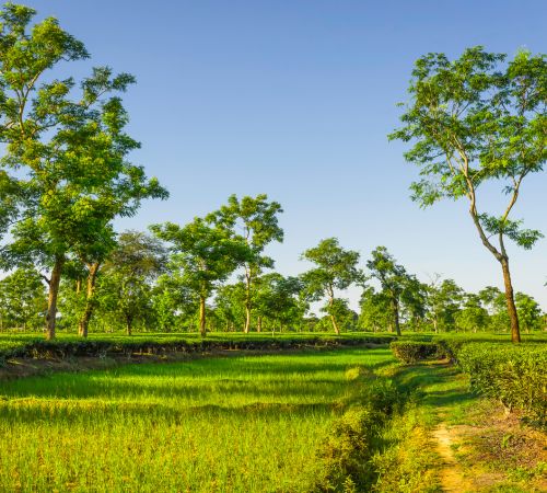 Jorhat