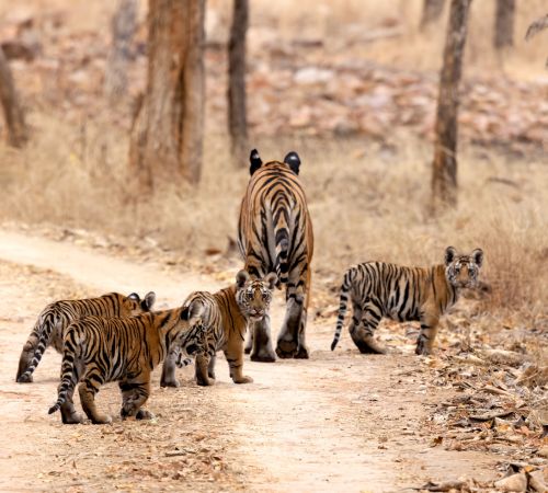 Pakke Tiger Reserve