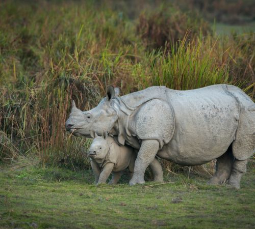 Kaziranga National Park