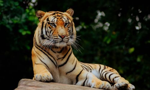 Buxa Tiger Reserve