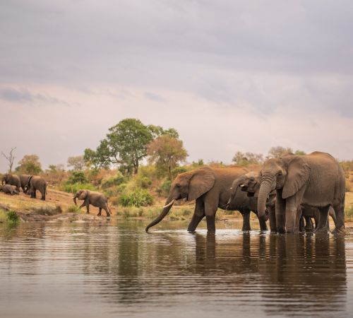 Manas National Park