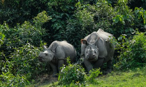 Gorumara National Park